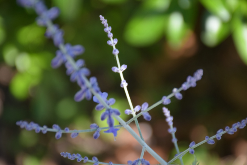 Combourg-20150821-6762