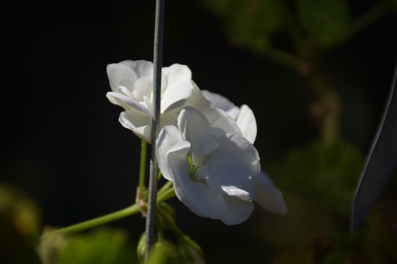 Combourg-20150821-6782