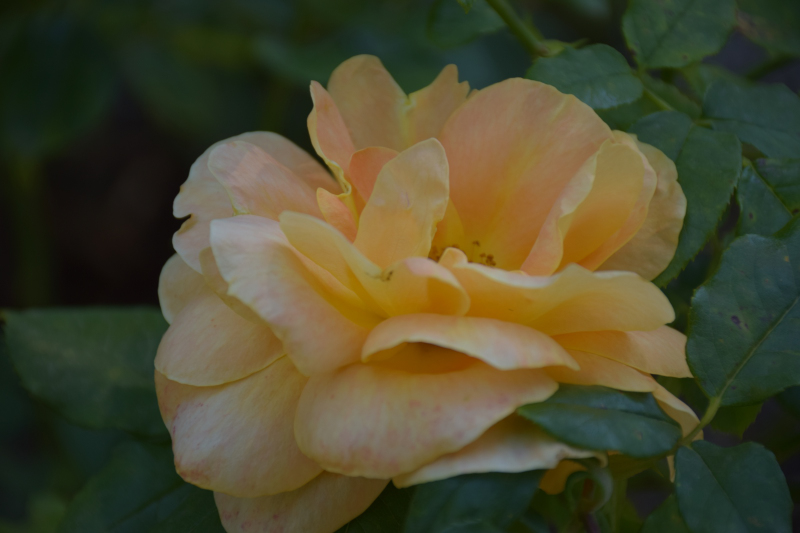 Combourg-20150821-6788