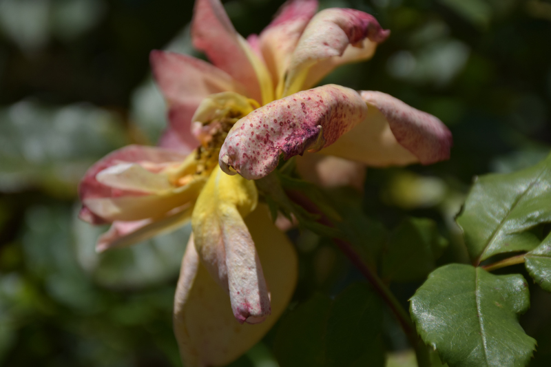 Combourg-20150821-6801
