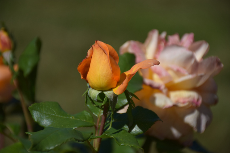 Combourg-20150821-6808