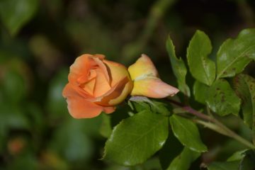 Combourg-20150821-6810