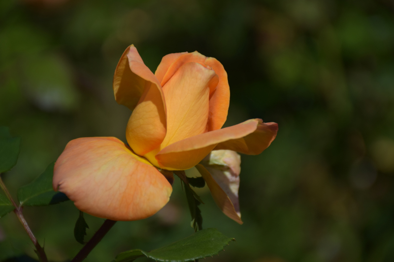 Combourg-20150821-6811
