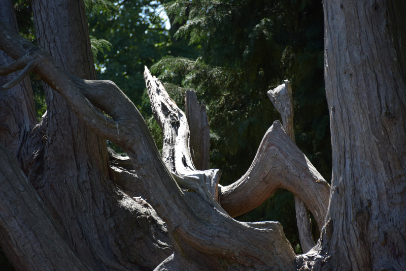 Combourg-20150821-6818