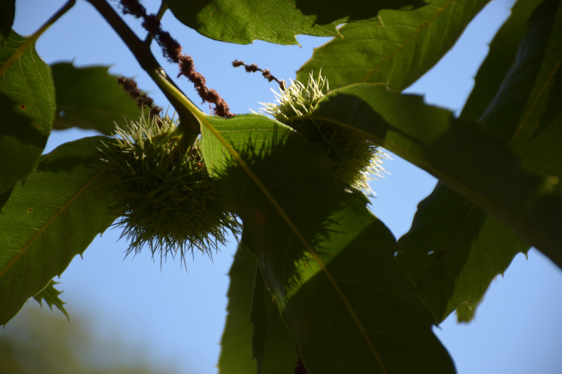 Combourg-20150821-6854