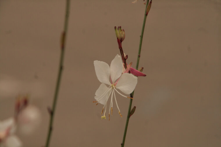 Gacily-20130816-2765