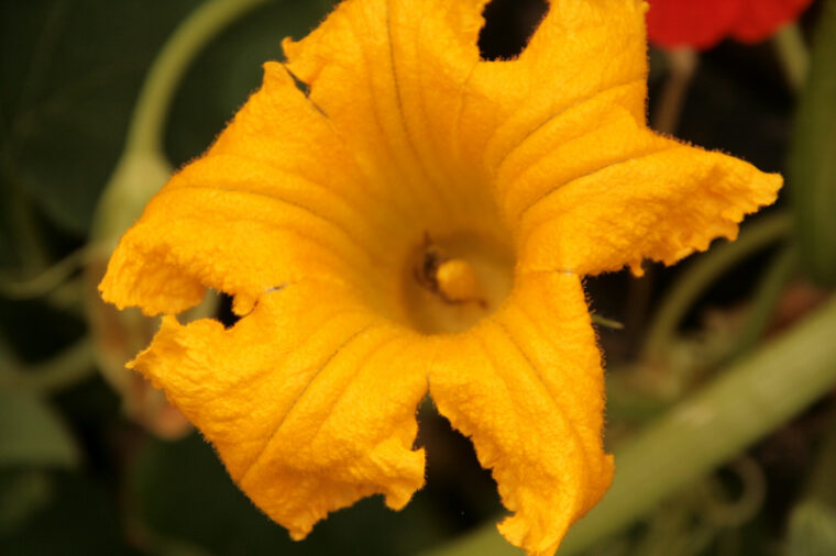 Gacily-20130816-2773