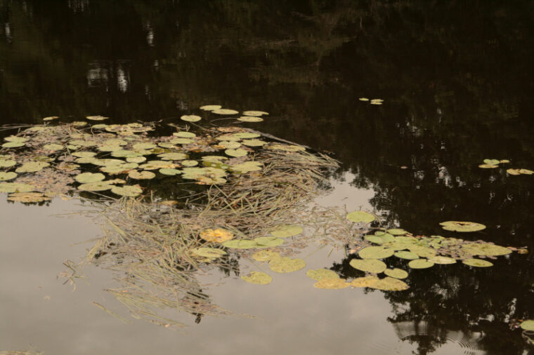 Gacily-20130816-2819