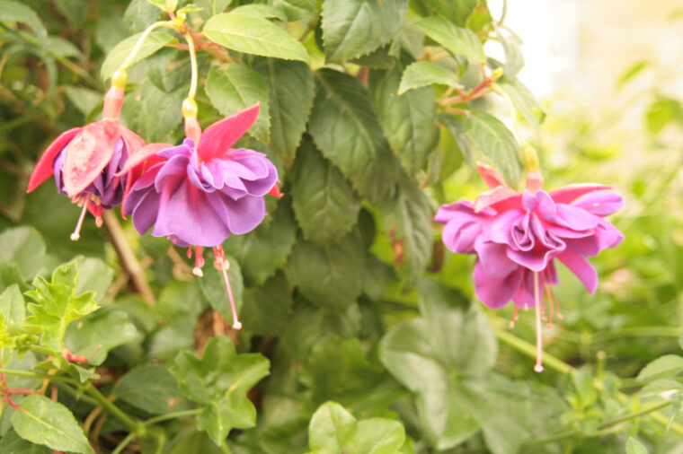 Gacily-20130816-2851