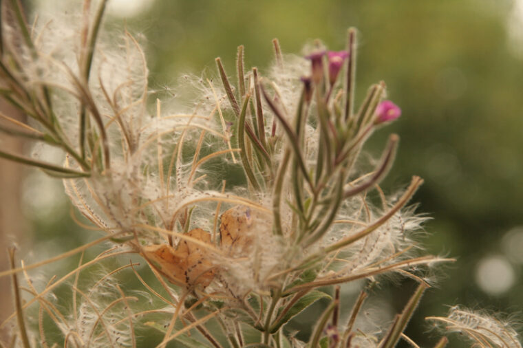 Gacily-20130816-2894