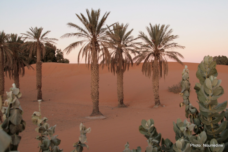 Merzouga