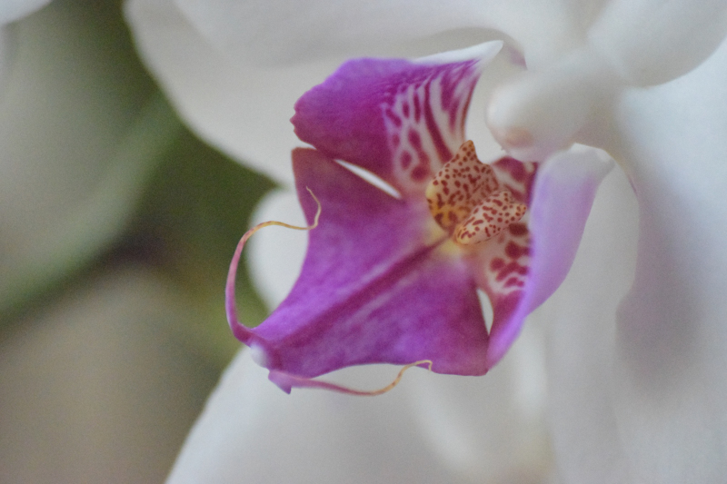 Orchidée