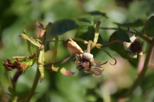 Combourg-20150821-6829