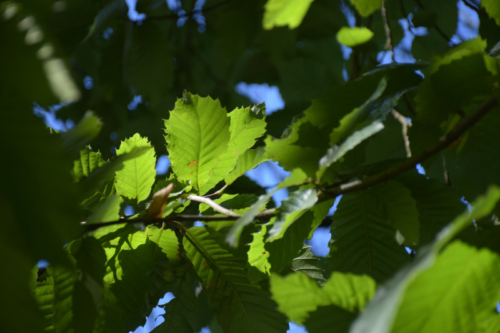 Combourg-20150821-6845