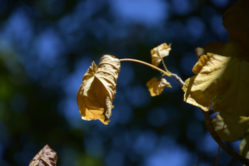 Combourg-20150821-6895