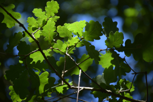 Combourg-20150821-6896