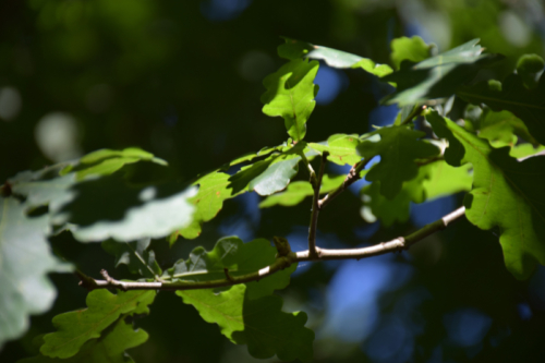 Combourg-20150821-6897