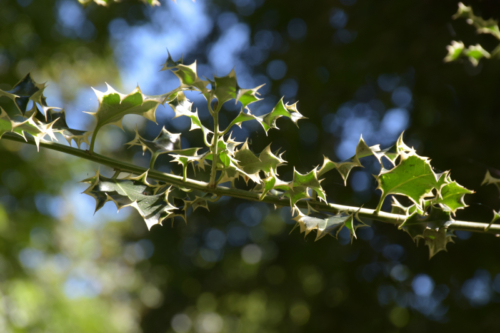 Combourg-20150821-6928