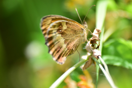 EdApinee-20160724-9097