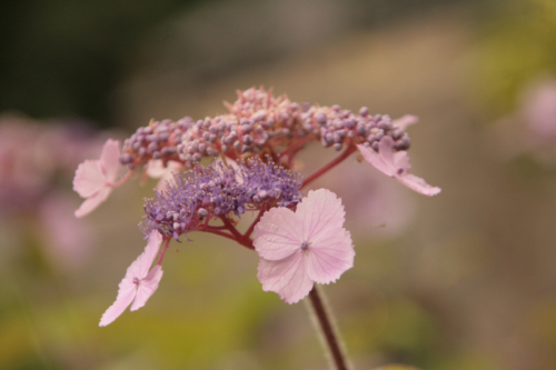 Gacily-20130816-2800