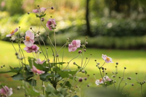 Jardins du luxembourg